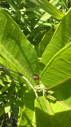 Red Milkweed Beetle