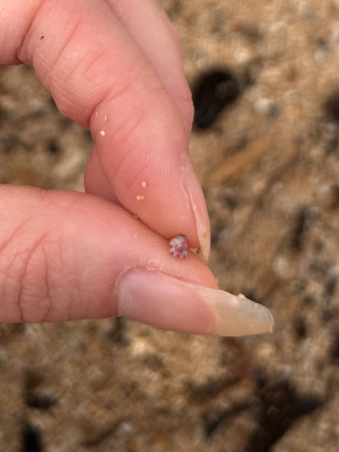 Trochus intextus observed 2026-06-04