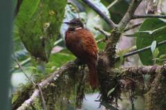 Pseudocolaptes johnsoni