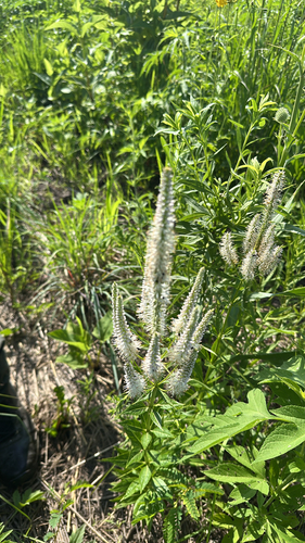 Culver's root