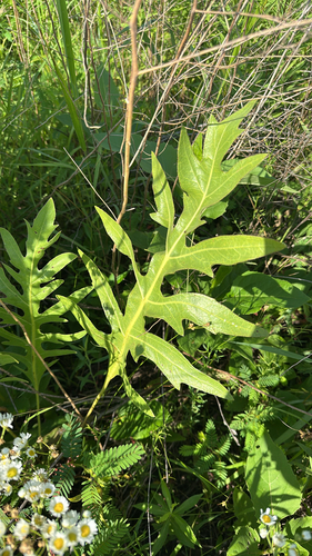 compass plant