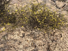 Marasmodes fasciculata