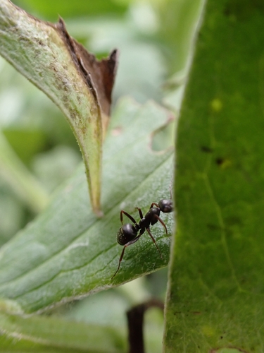 Wood, Mound, and Field Ants