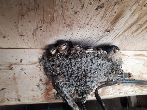 Barn Swallow