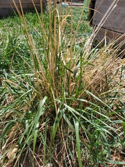 Calamagrostis × acutiflora