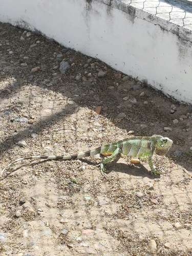 Green Iguana (Green)
