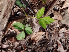 Waldsteinia fragarioides