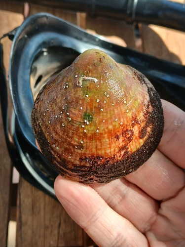 two-spotted bittersweet clam