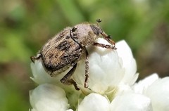 Hoplia