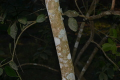 Acokanthera oppositifolia