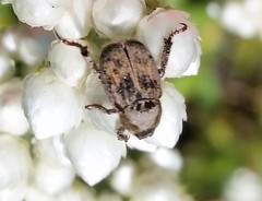 Hoplia