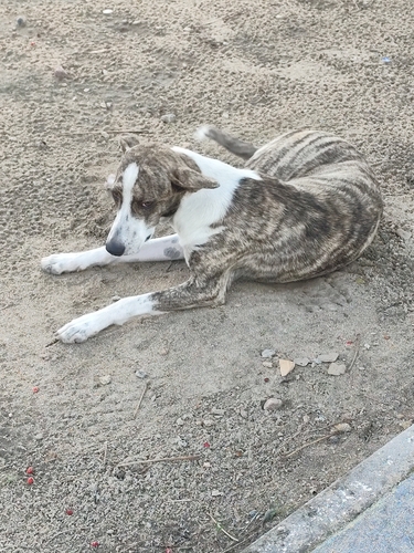 Domestic Dog
