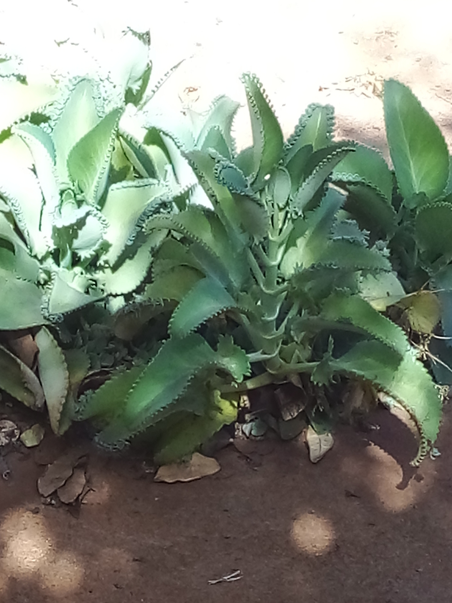 Kalanchoe laetivirens