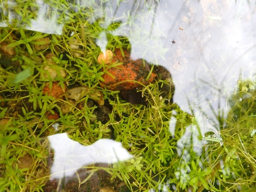 Water Starworts