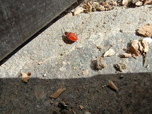 European Firebug