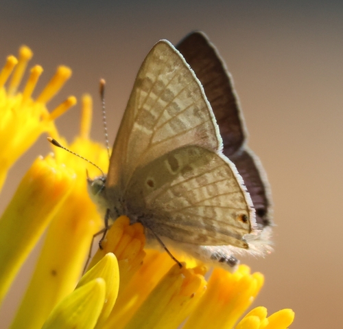 Anthene livida livida