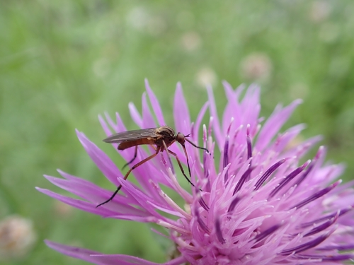 Empis