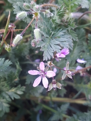 Erodium cicutarium
