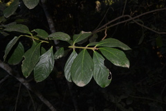 Acokanthera oppositifolia