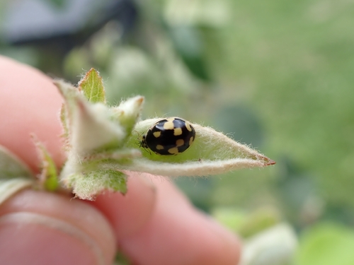 Fourteen-spotted Lady Beetle