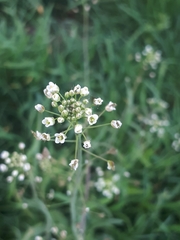 Capsella bursa-pastoris