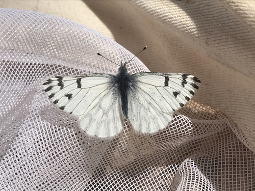 Pontia sisymbrii elivata