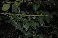 Acokanthera oppositifolia