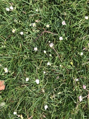 Bellis perennis