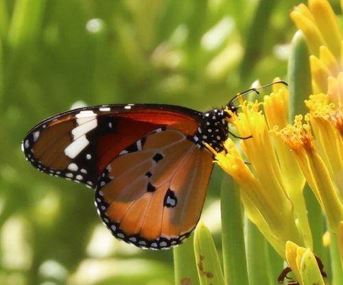African Plain Tiger