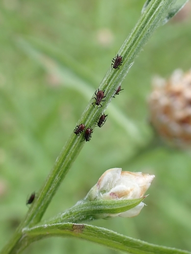 Aphidinae