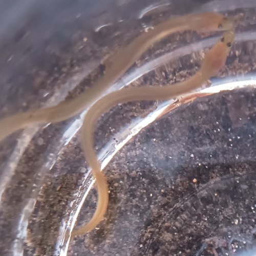 European Eel