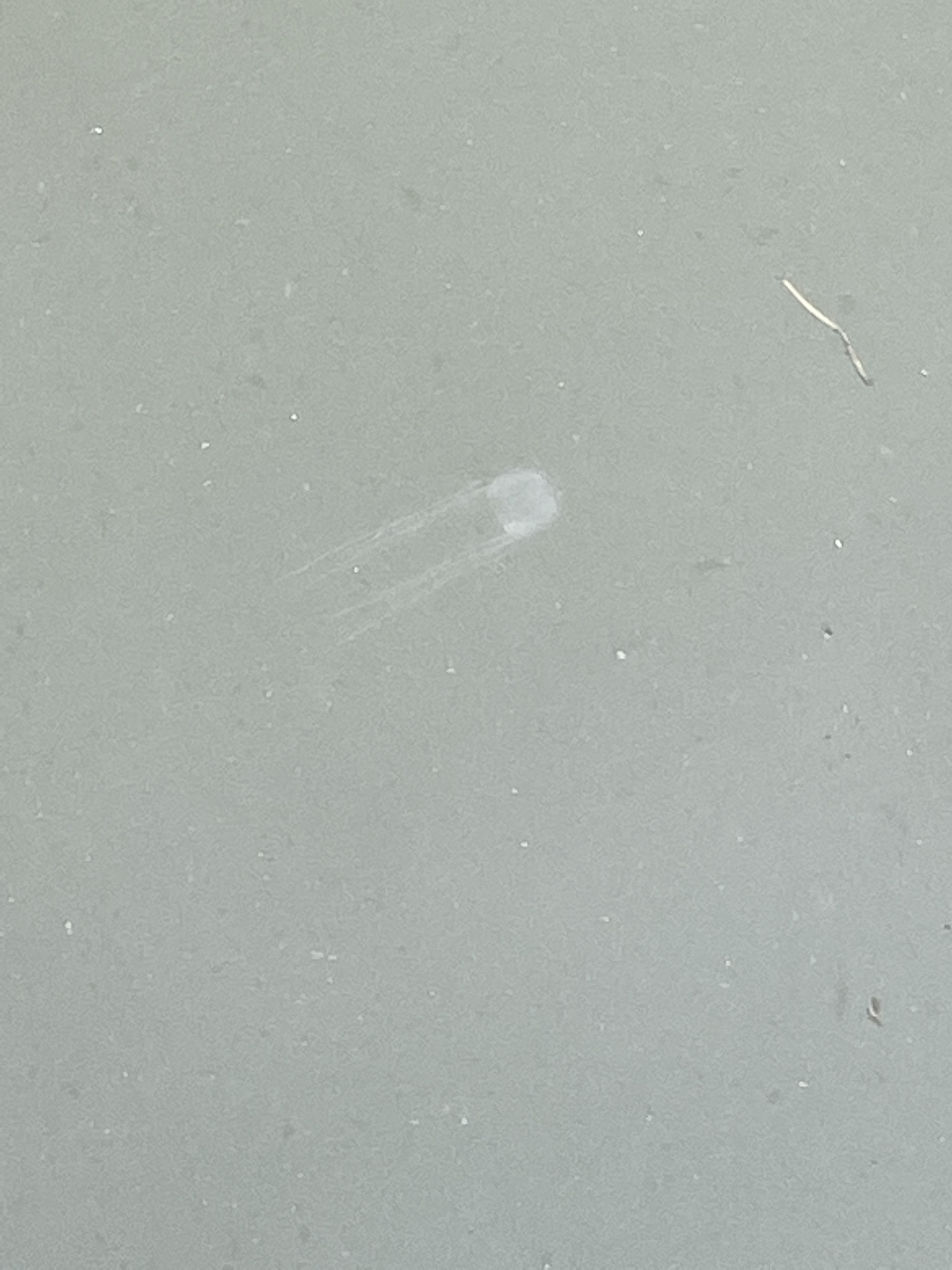 Tripedalia maipoensis Sun, Tsui, Wong, Cheung, Ng, Or & Qiu