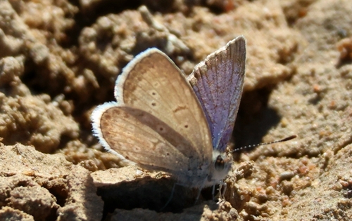 African Grass Blue