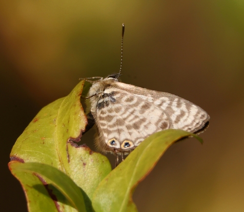 Common Zebra Blue Complex