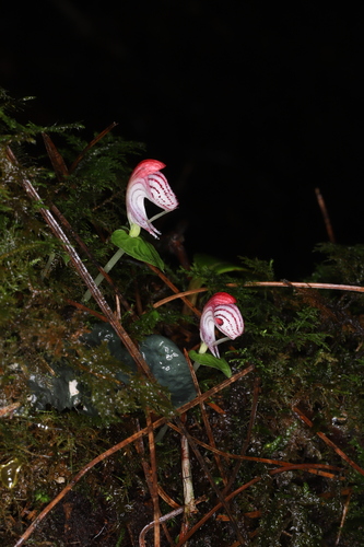 Ta Li corybas