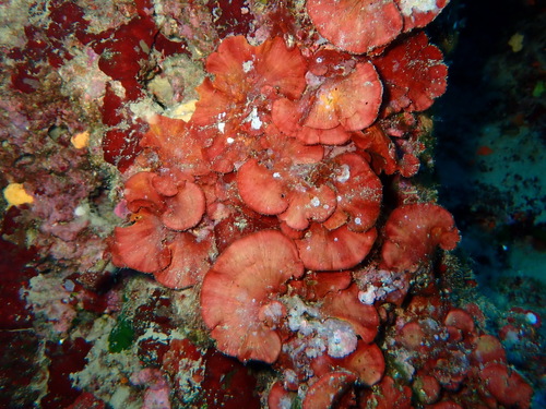 Peyssonnelia observed 2026-07-04