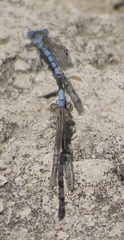 Argia nahuana