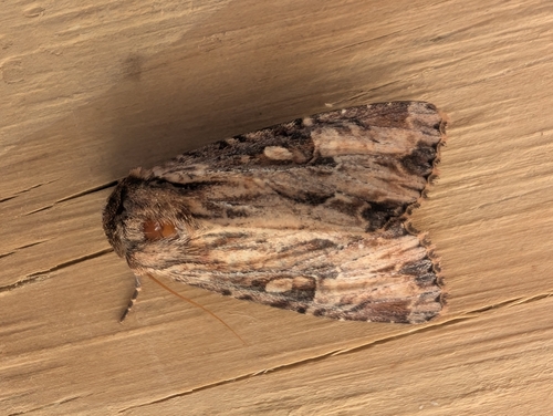 Wood-colored Apamea Moth photo 2