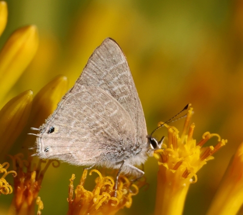 Grey Hairtail