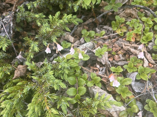 Twinflower