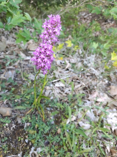 pyramidal orchid