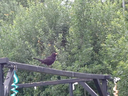 Eurasian Blackbird