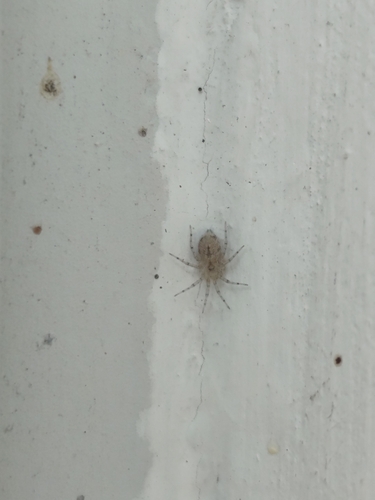 Wall Spider