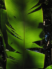 Phenakospermum guyannense