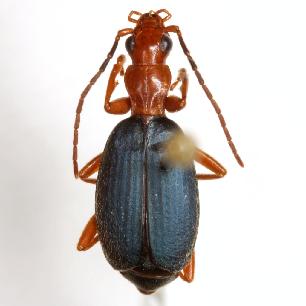 Brachinus alexiguus