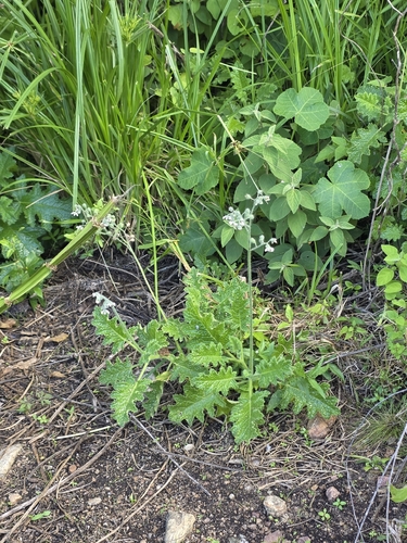 Aosa rupestris (Aosa rupestris)