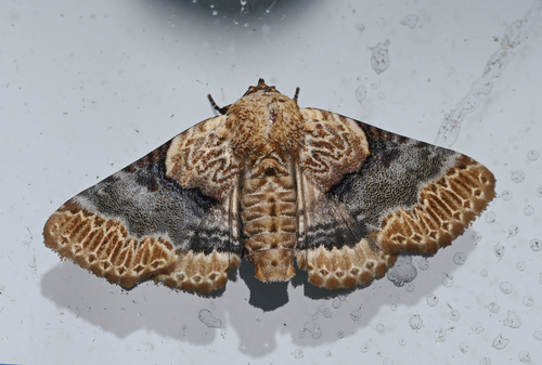 Diomea fasciata
