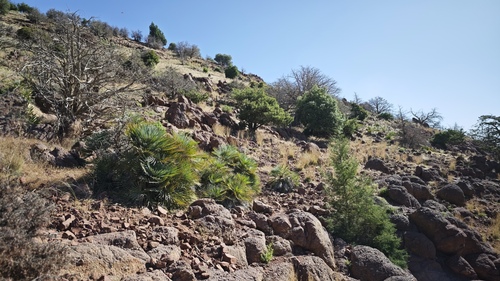 Chamaerops humilis argentea