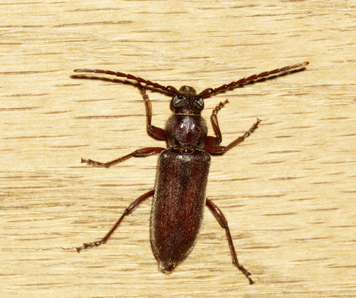 Eustromula validum