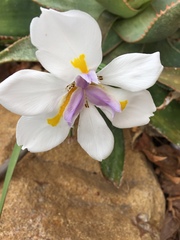 Dietes grandiflora